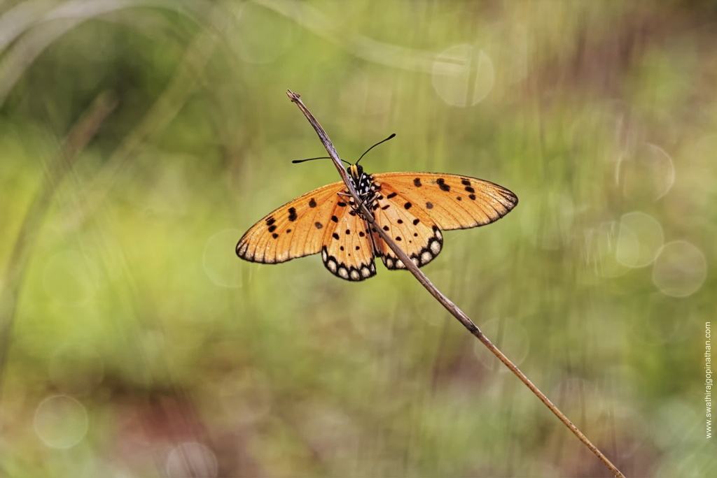 Wet Tawny