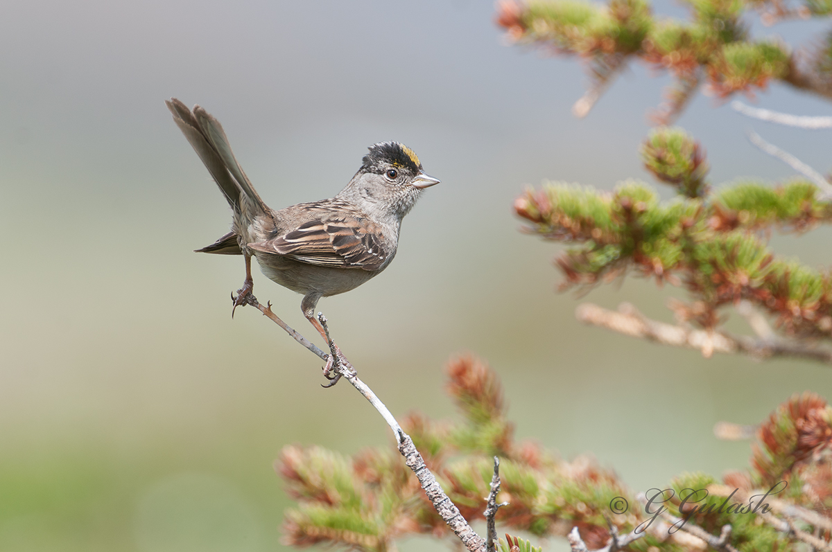 Golden-crowned Sparrow