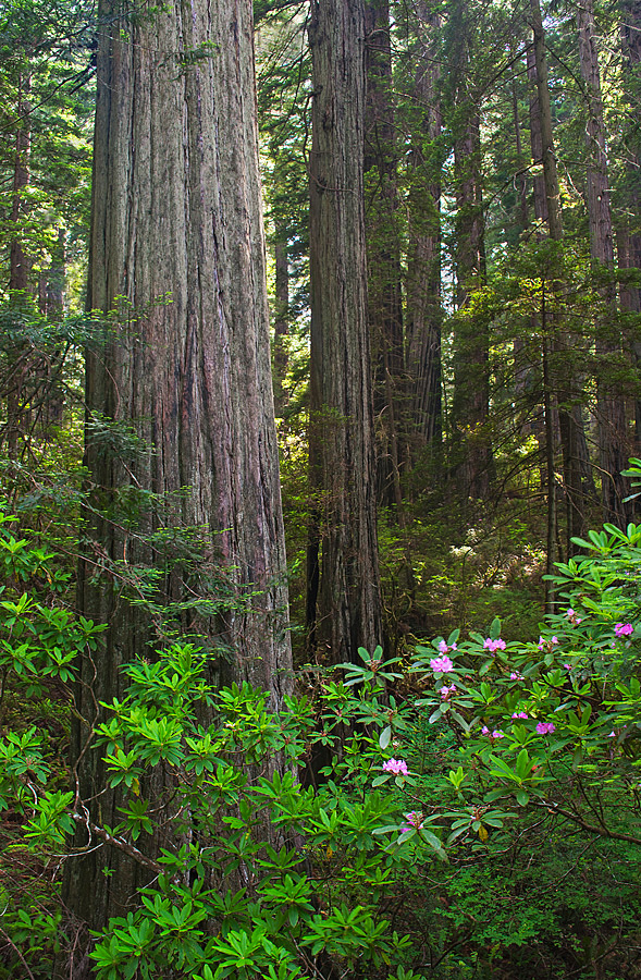 Redwoods And Rhodies + Repost