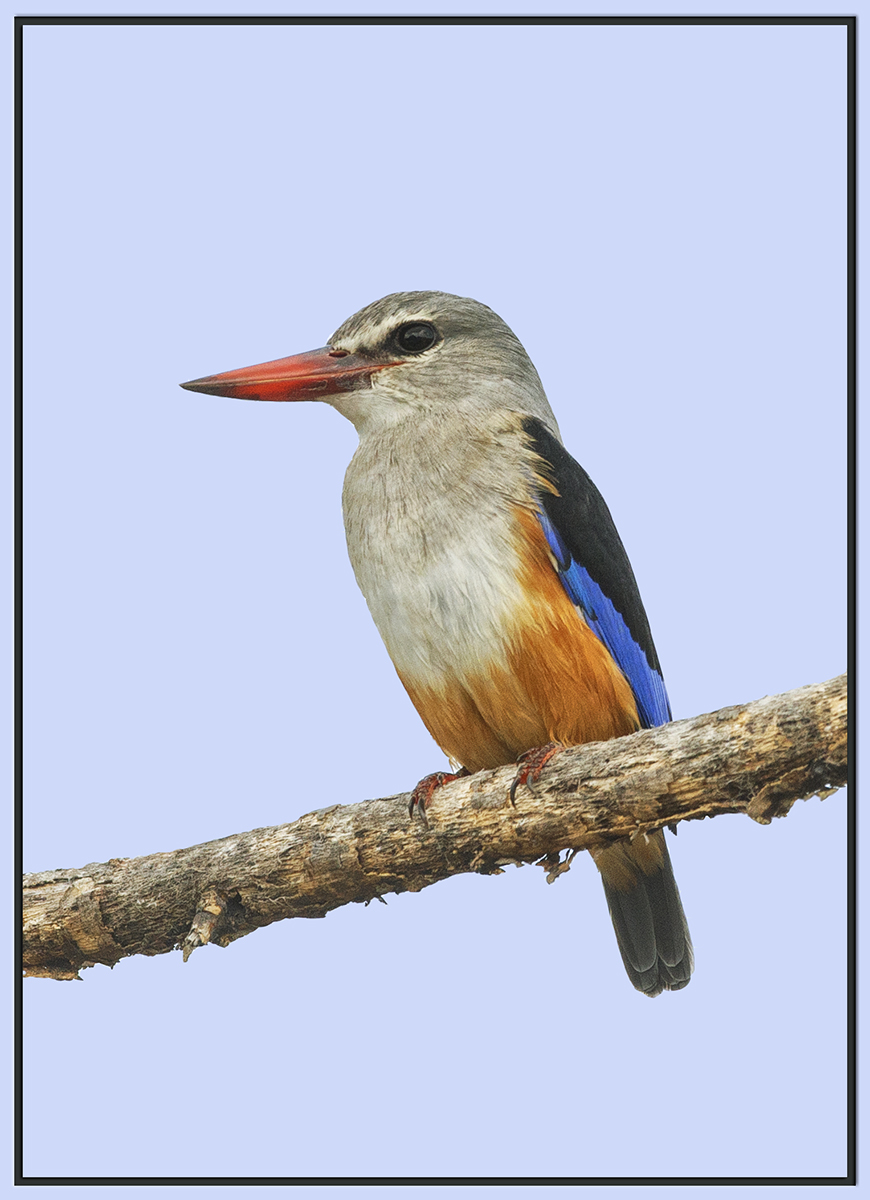 Gray-Headed Kingfisher
