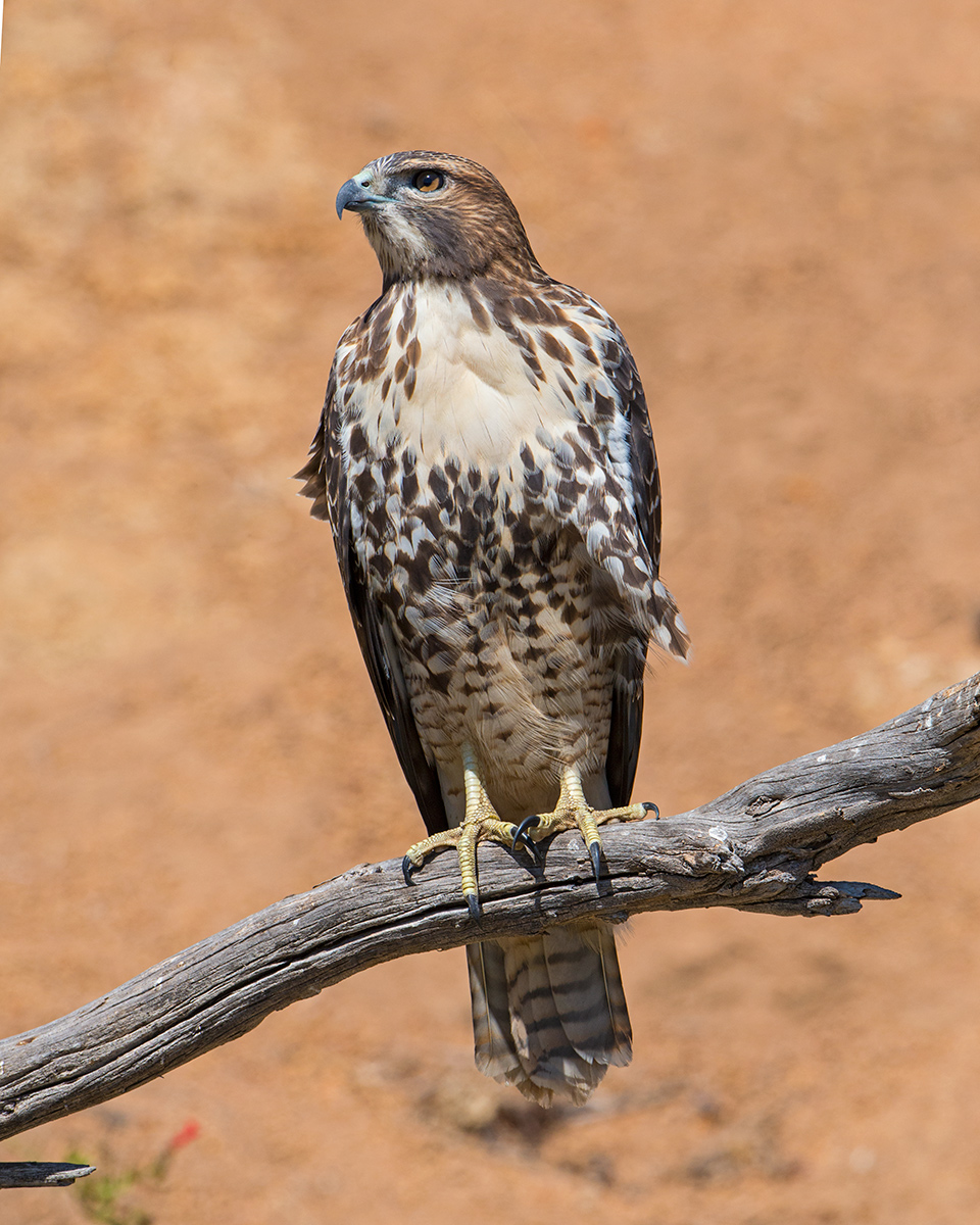 Juvenile Red-tailed Hawk