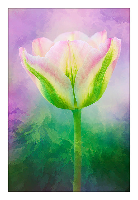 Tulip 