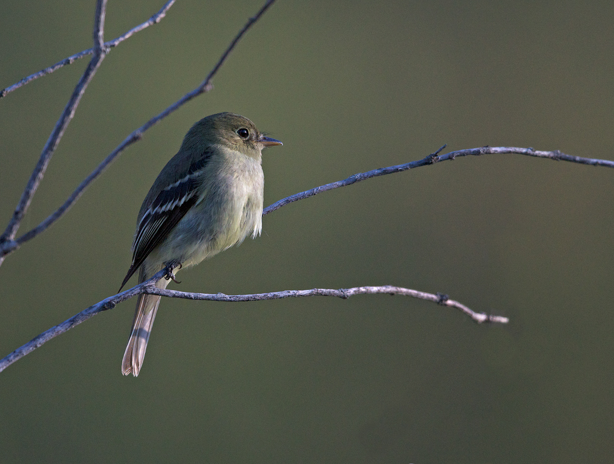 Yellowbellied Flycatcher
