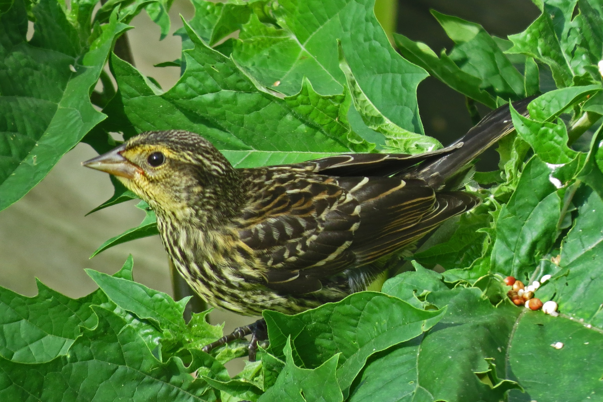 Leaf top feeder