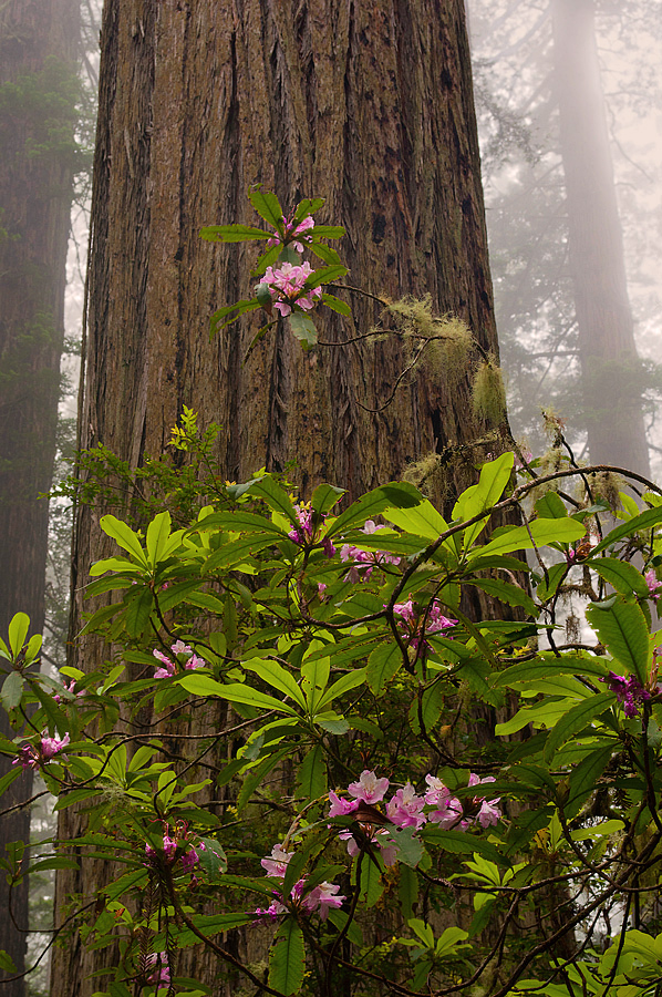 Redwood Intimate