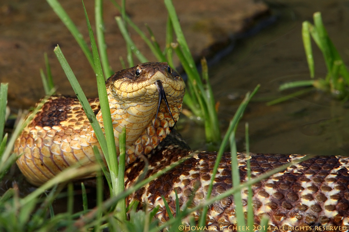 Snake in the Grass