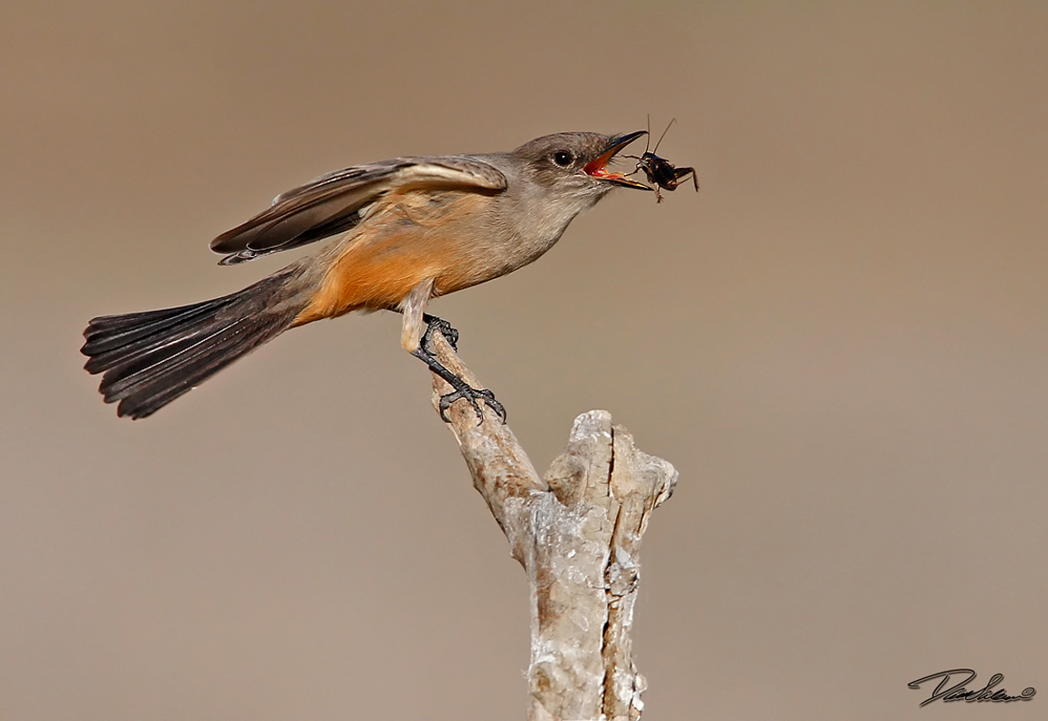 Say's Phoebe