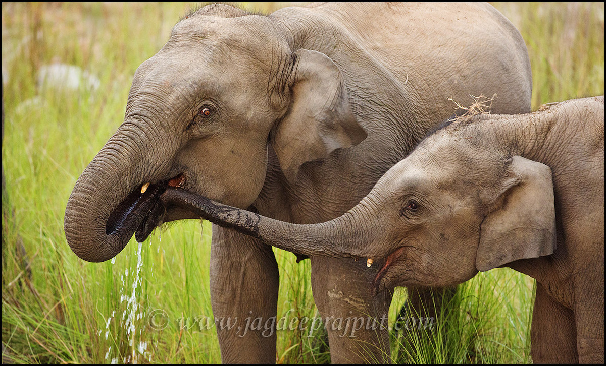 Sharing a drink.