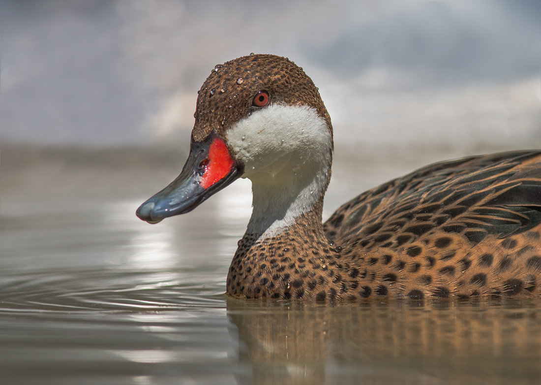 white-cheeked pintail 