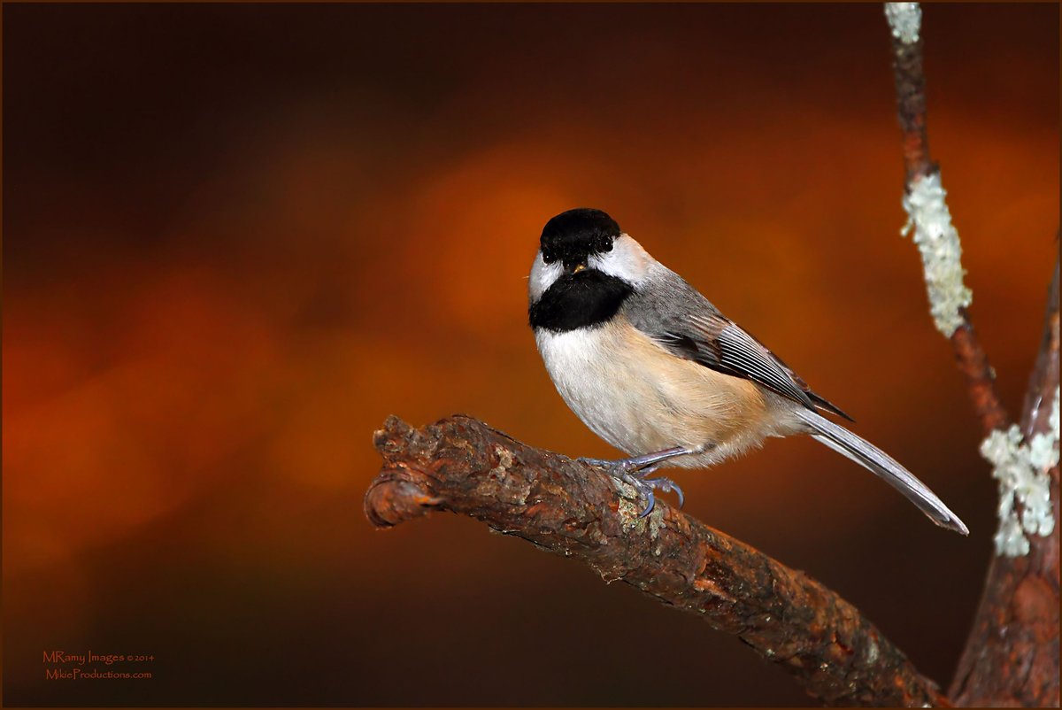 Sunset Chickadee II