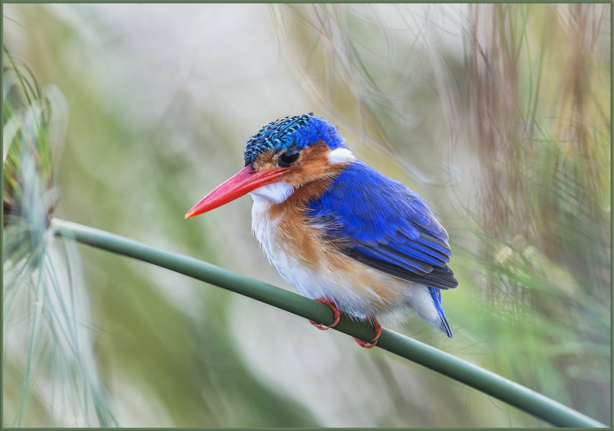 Malachite Kingfisher