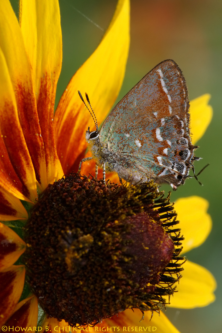 Juniper Hairstreak