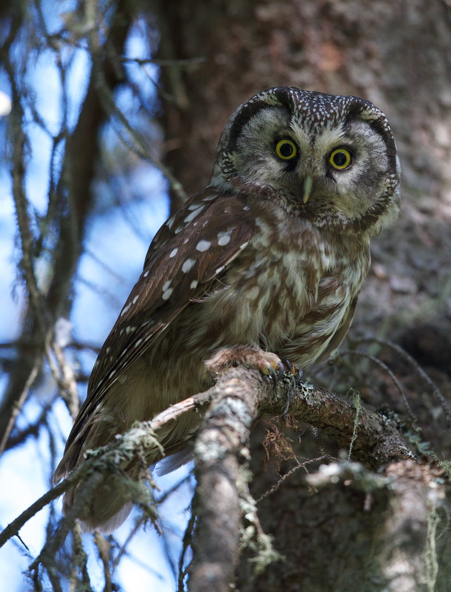 Boreal Owl