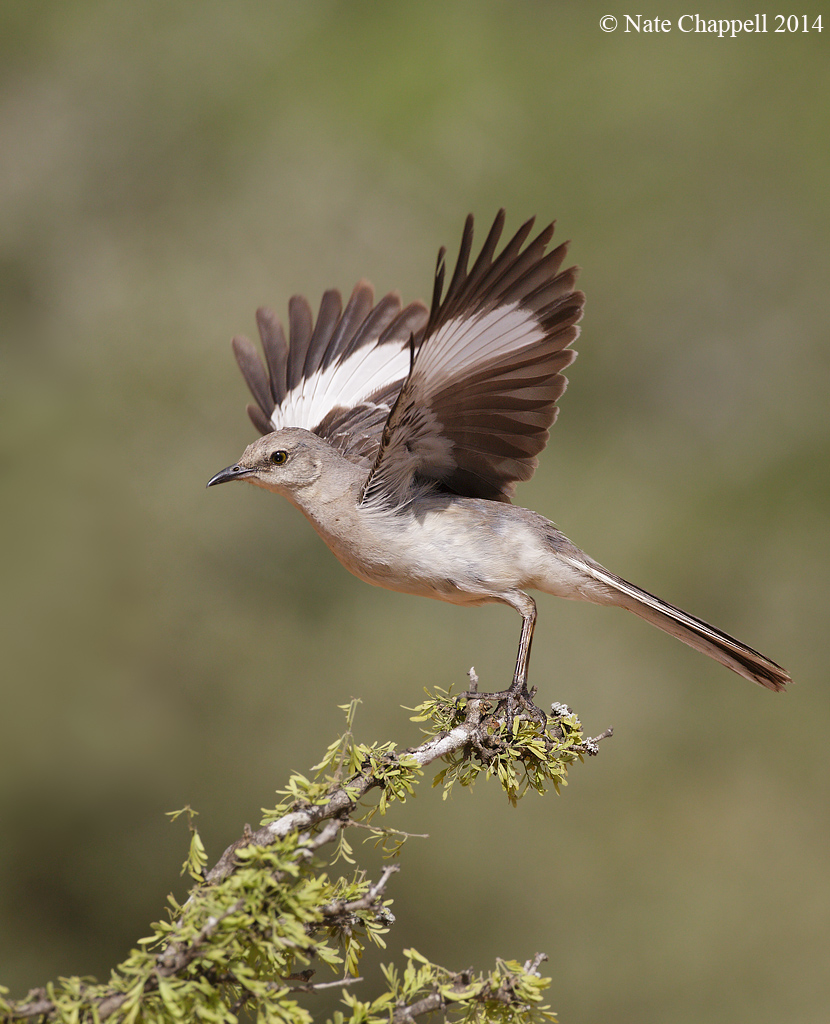 Northern Mockingbird