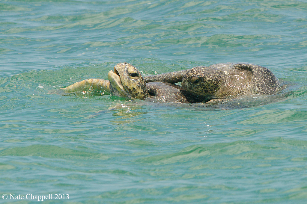 Green Sea Turtles Mating