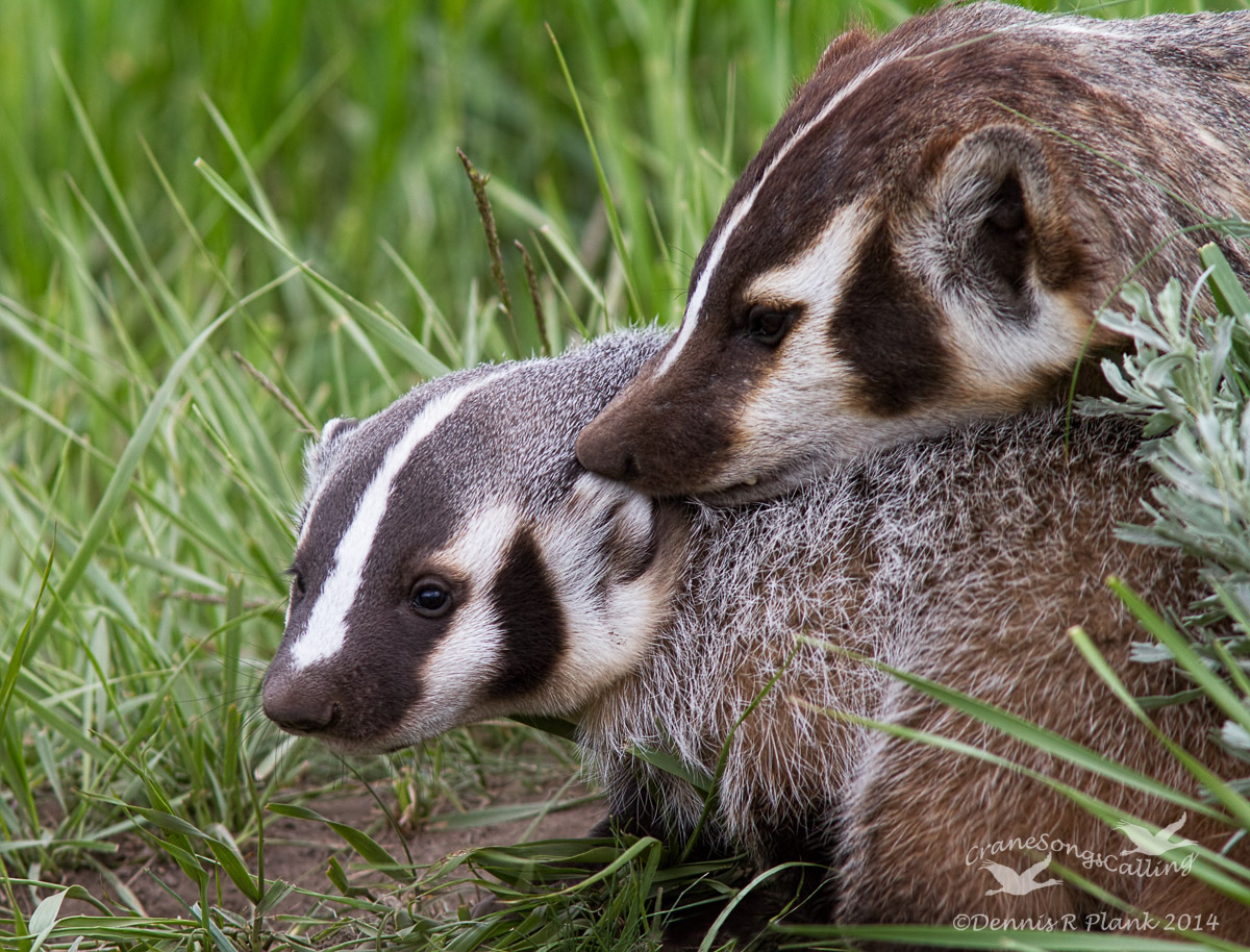 "Mother & Child Reunion"