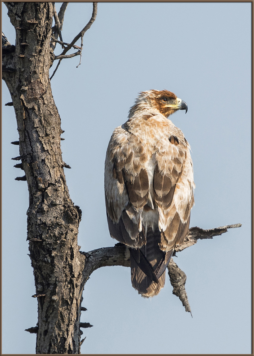Tawny Eagle Juvenile