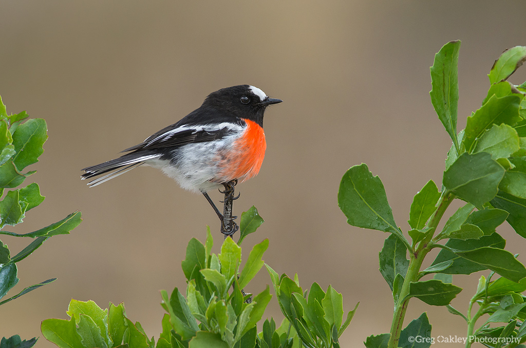 Scarlet Robin