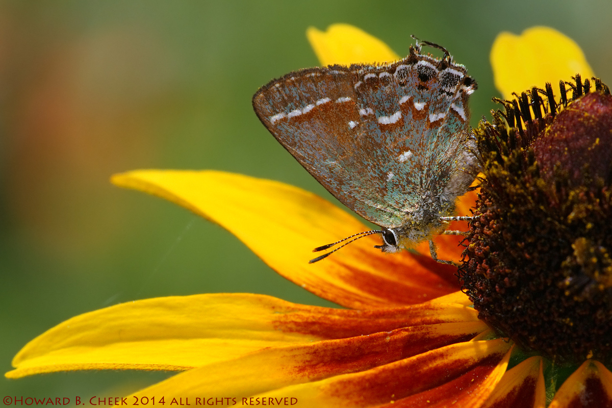 Juniper Hairstreak First