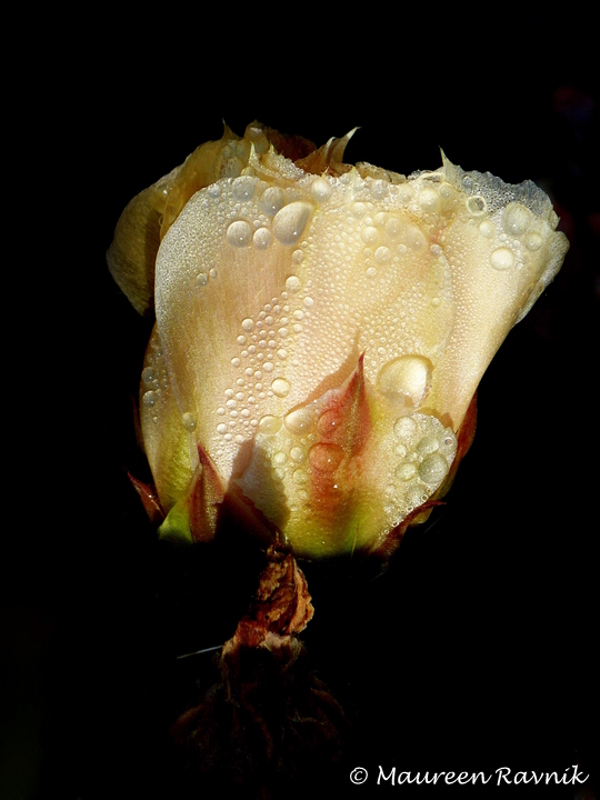 Morning Dew