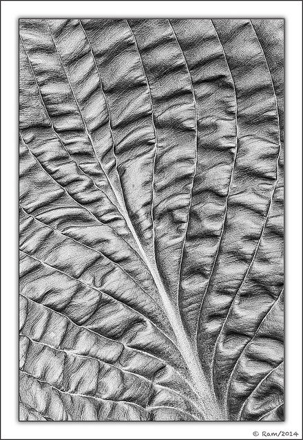 Hosta Leaf in B&W