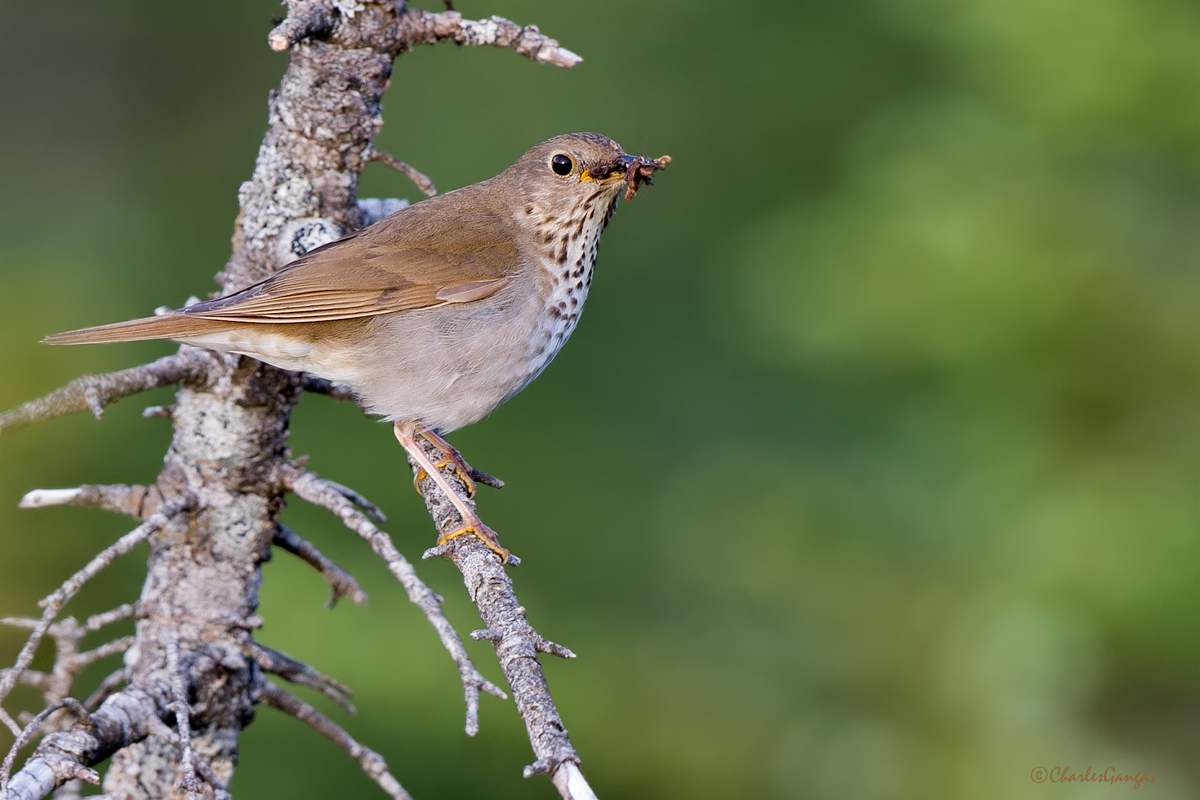 Bicknell's Thrush