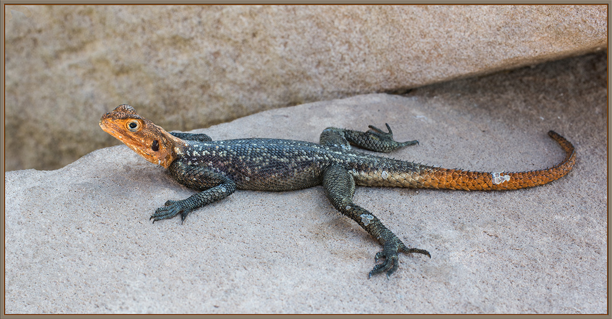Agama Lizard
