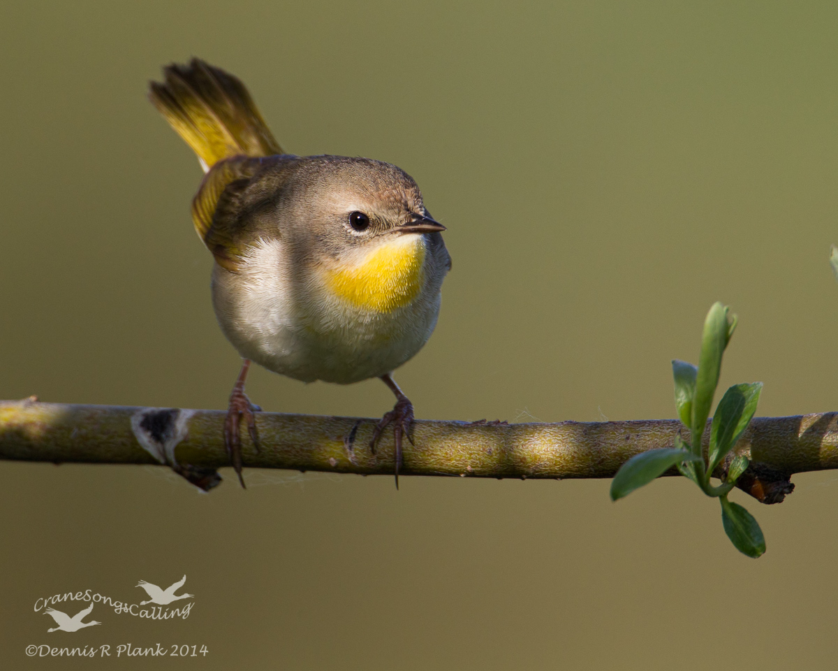 Common Yellowthroat