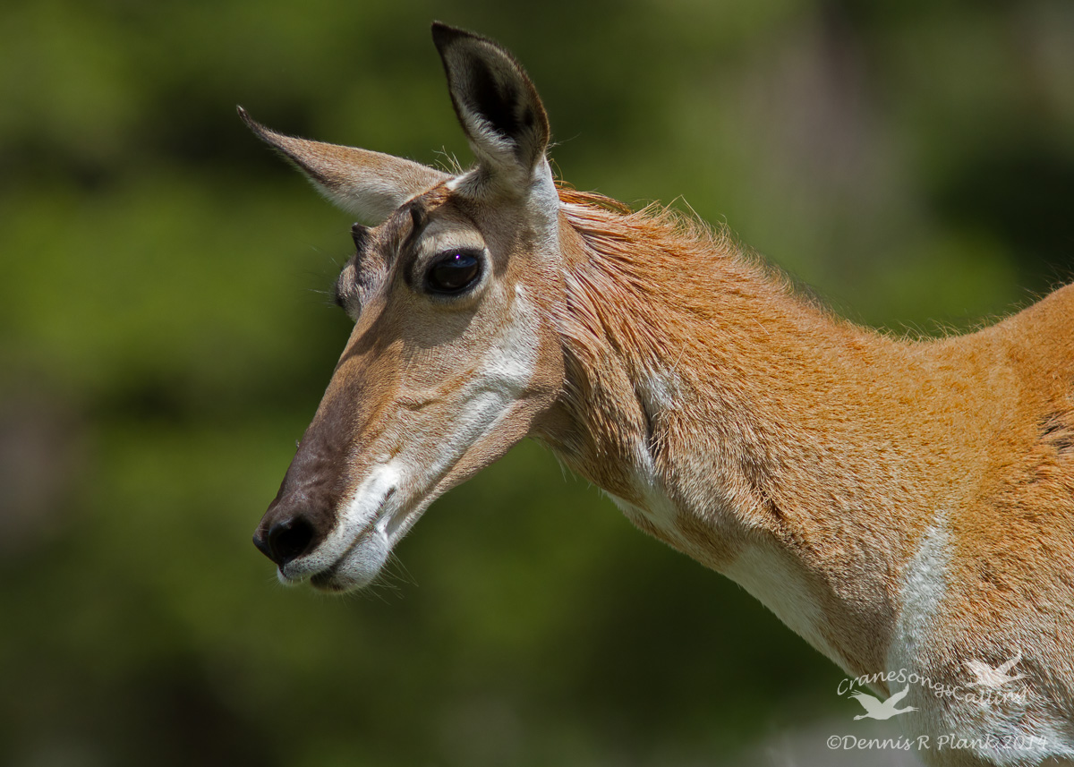 Pronghorn Portrait