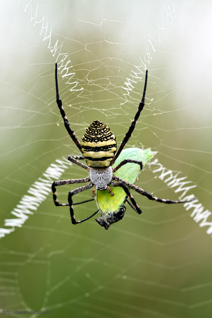 Predator and Prey