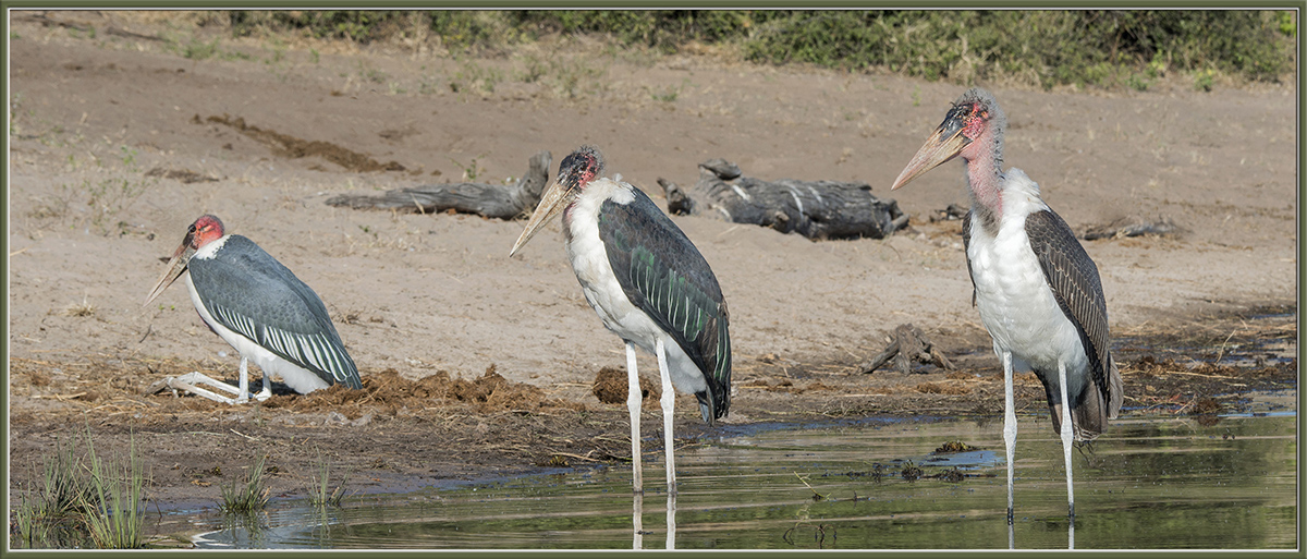 Maribou Storks