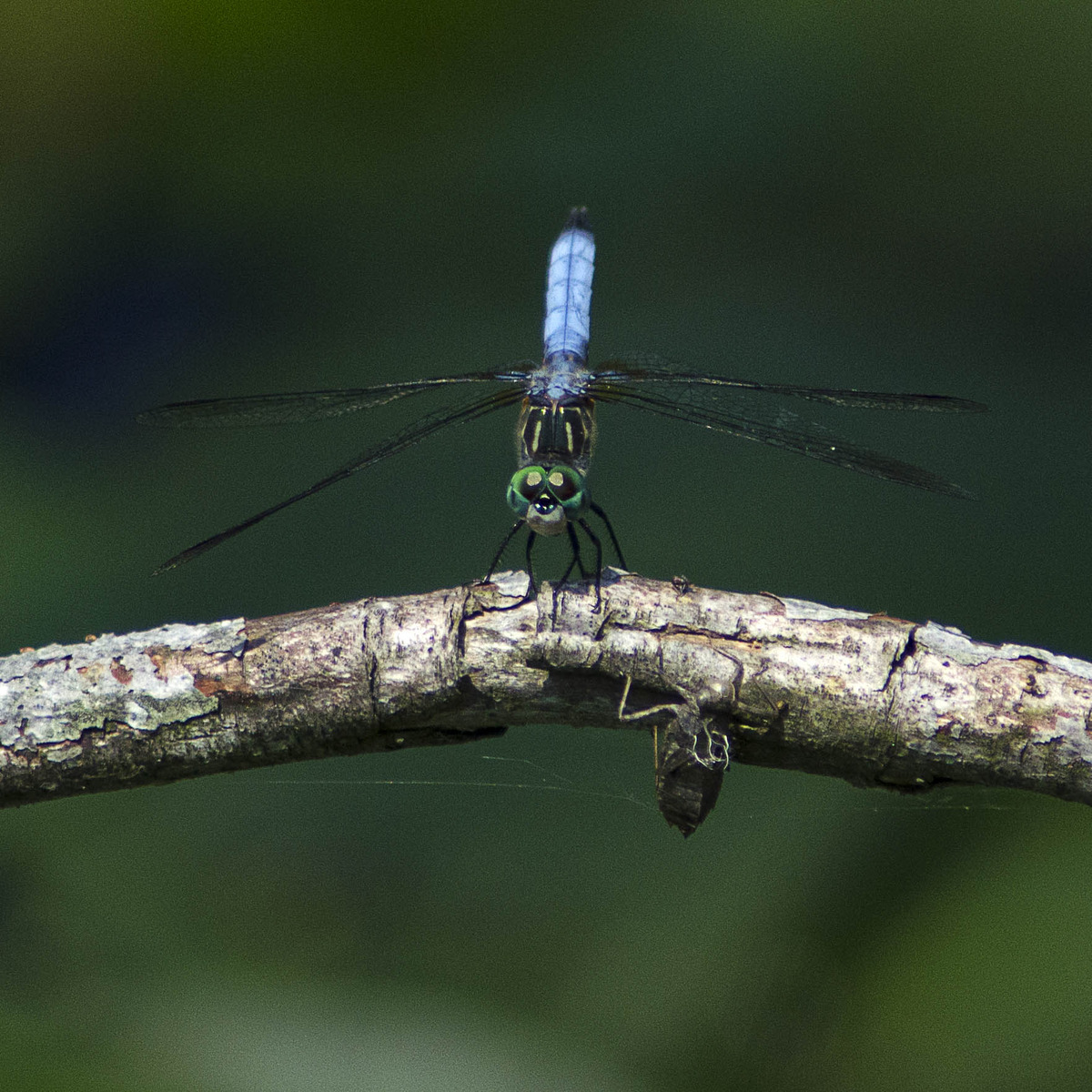 Dragonfly and friend