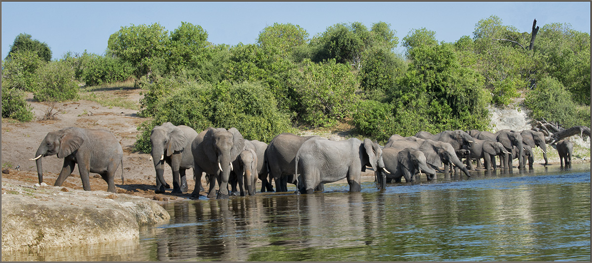 Bathing Elephants