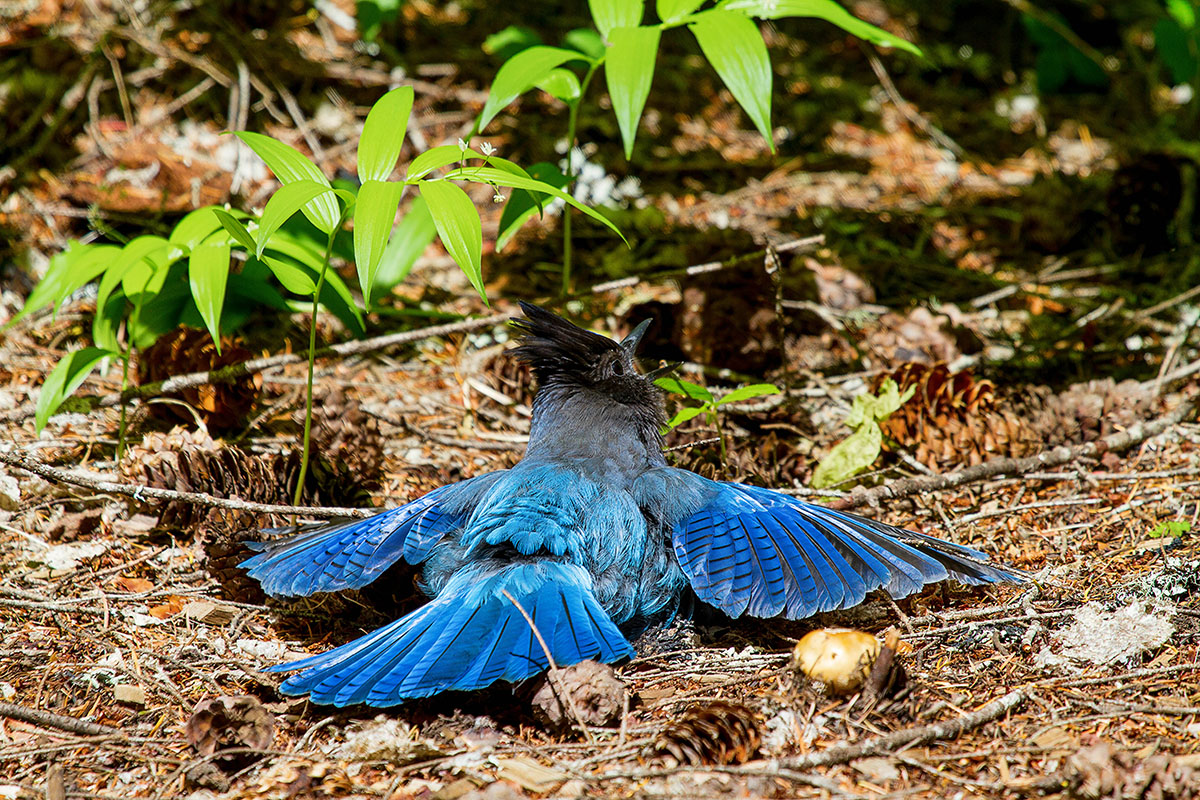 Steller's Jay-anting
