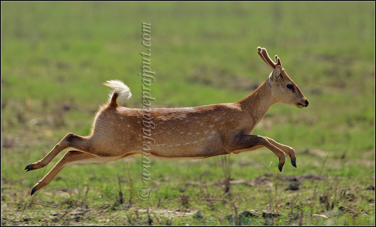Hog Deer II