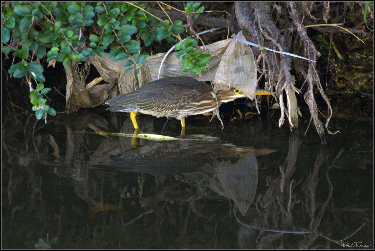 Turtle Creek  Trash