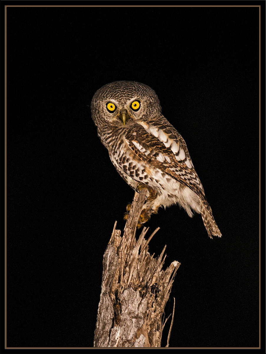 Pearl-Spotted Owlet