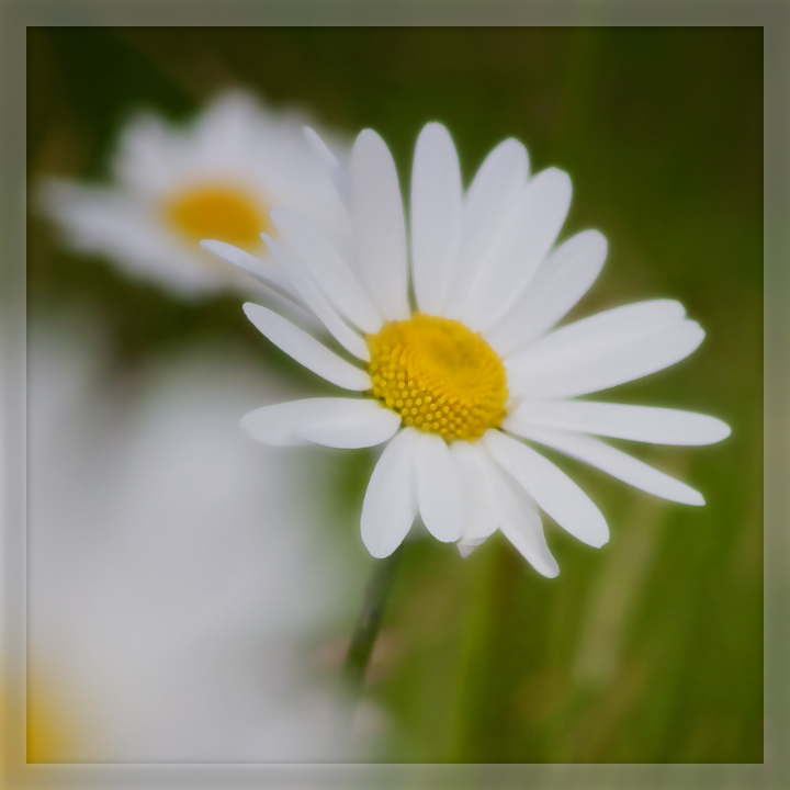 Daisies