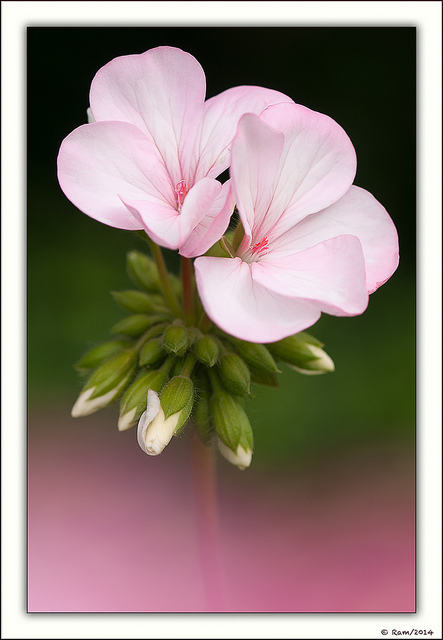 Geranium Pair