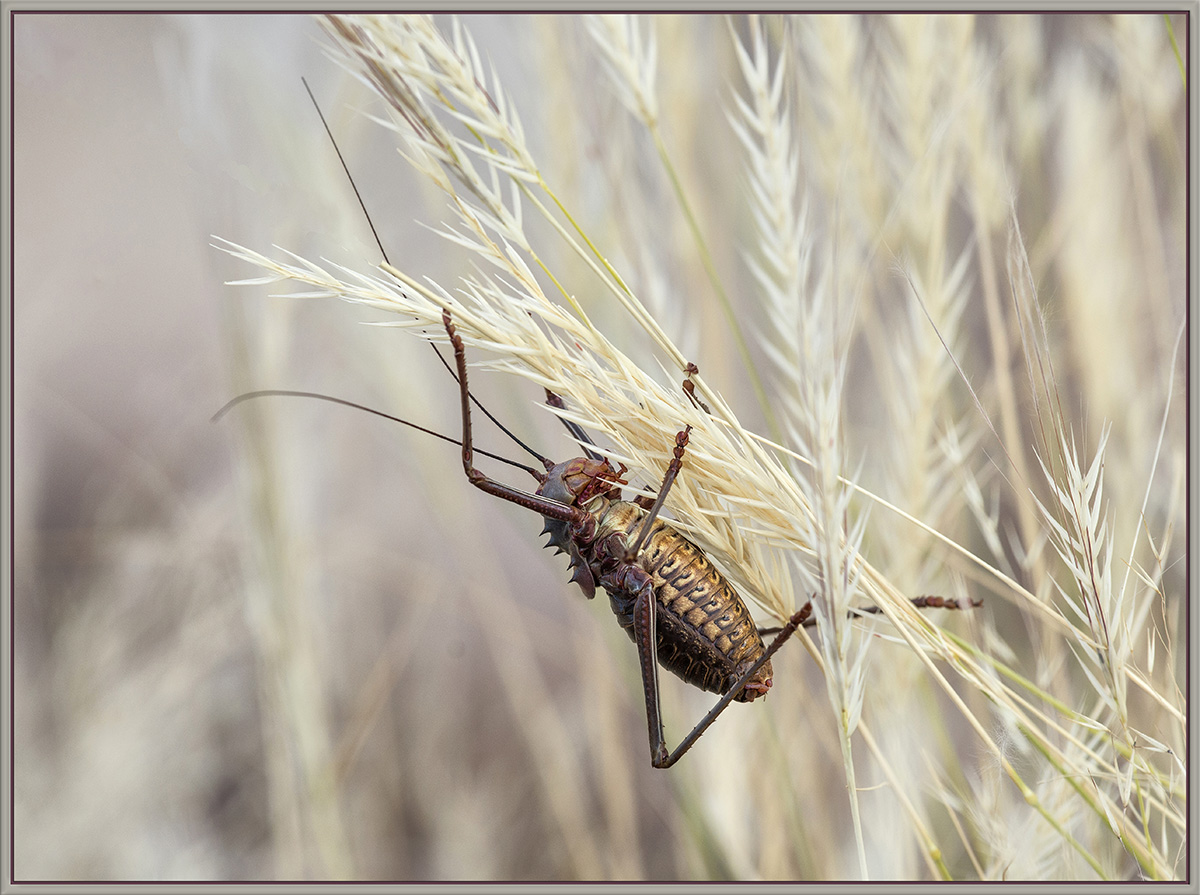 Corn Cricket