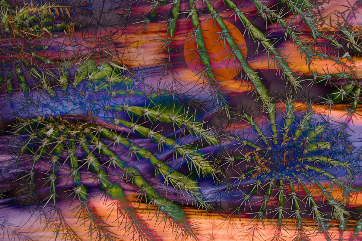 Desert Dream