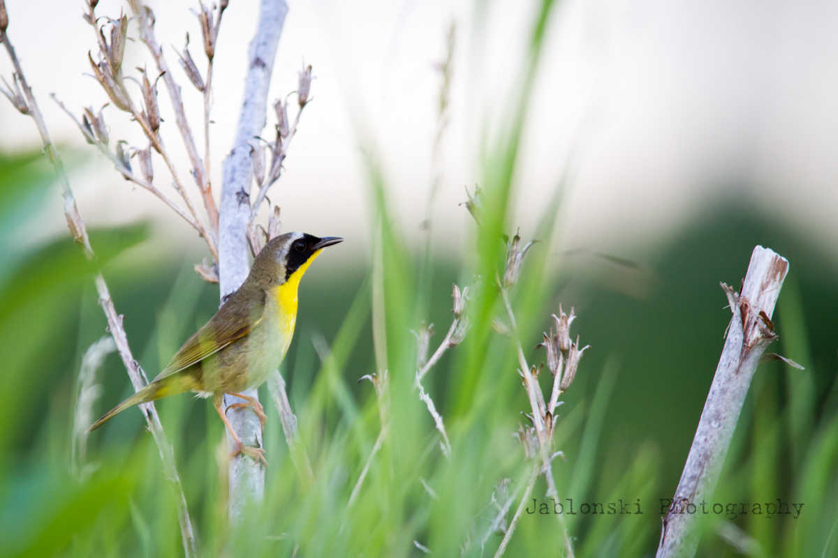 Common Yellowthroat