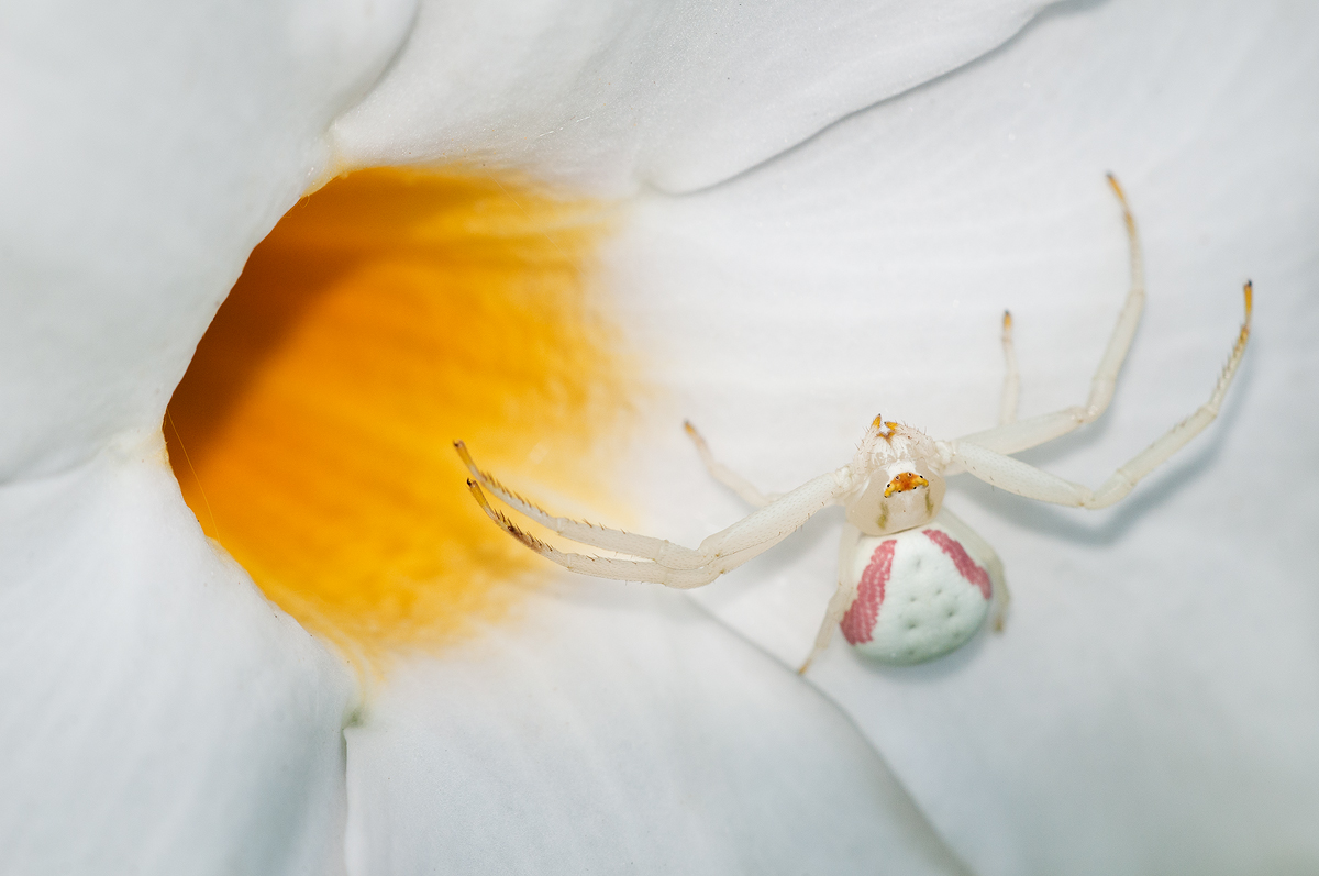 Crab Spider+ dipladenia