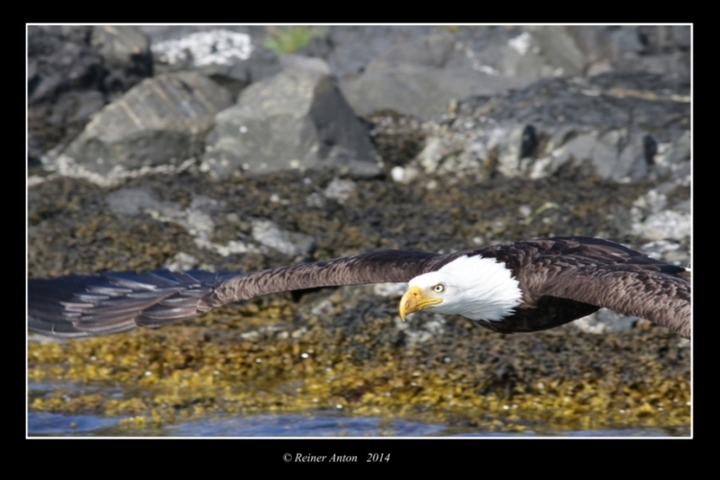 Bald eagle in flight
