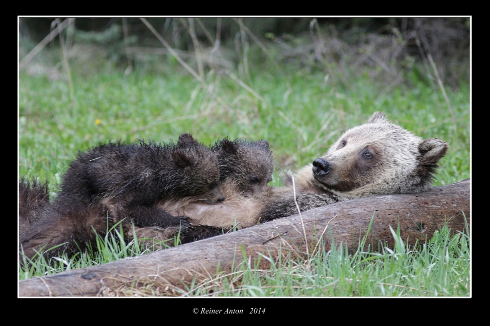 Nursing grizzly sow