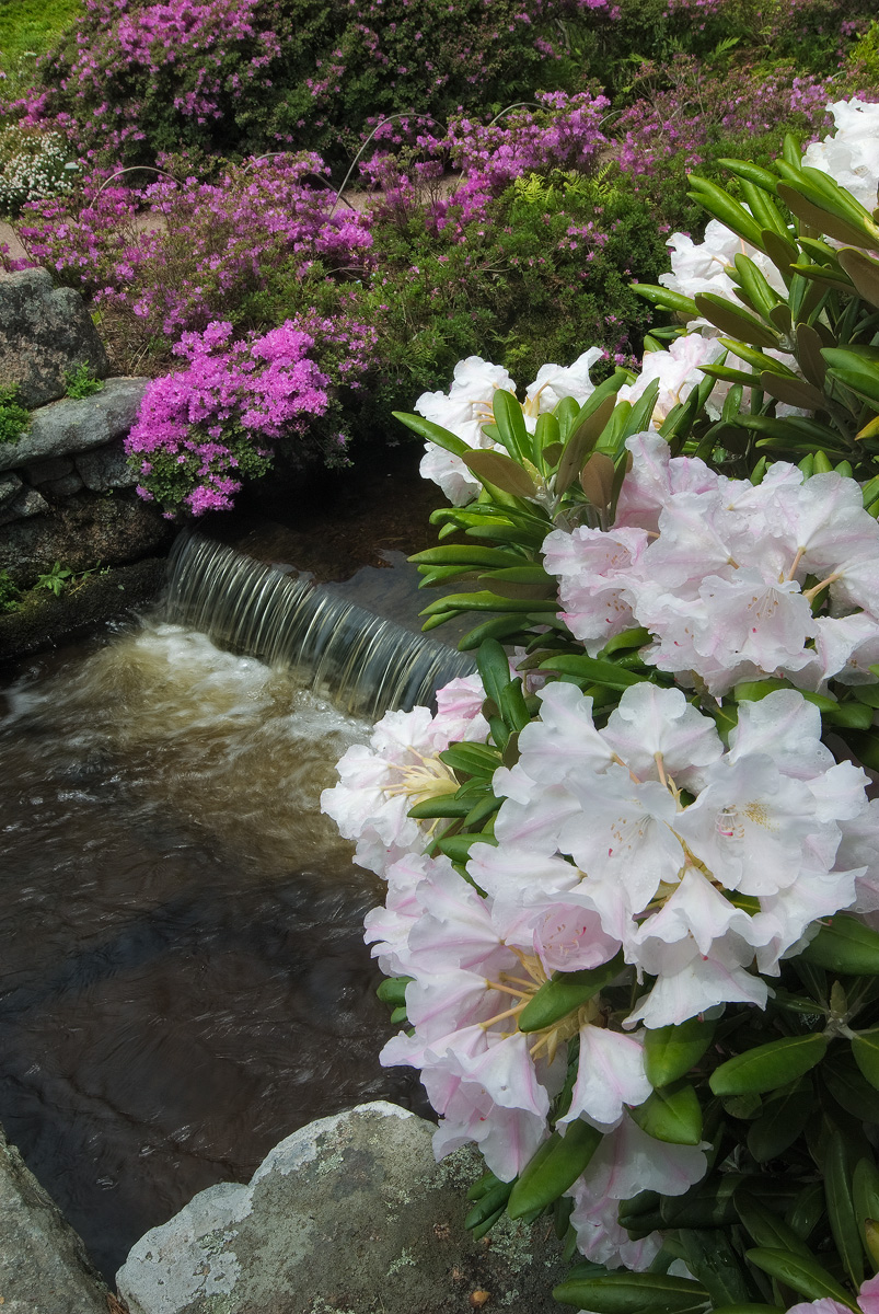 Asticou Azalea Garden