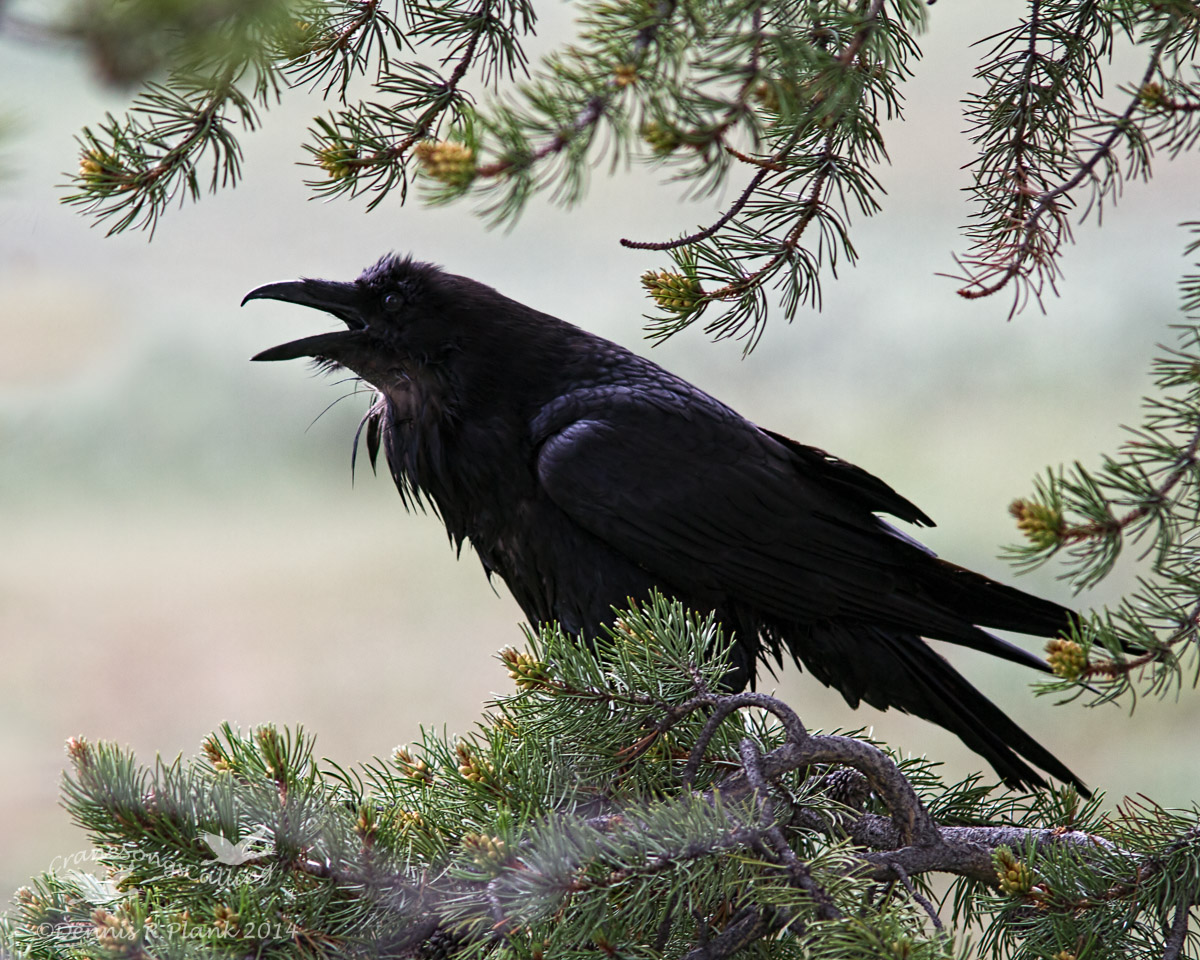 Yellowstone FarewellGift