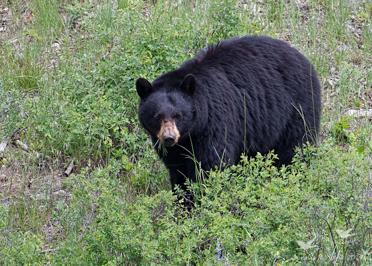 Grass Eater