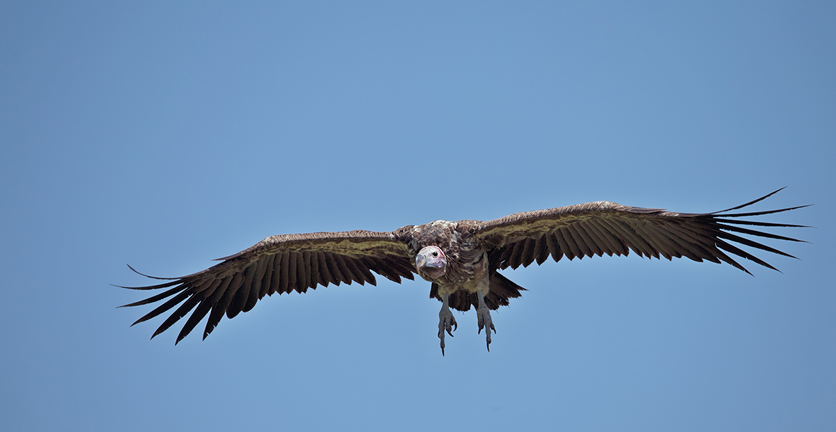 Lappet Faced Vulture