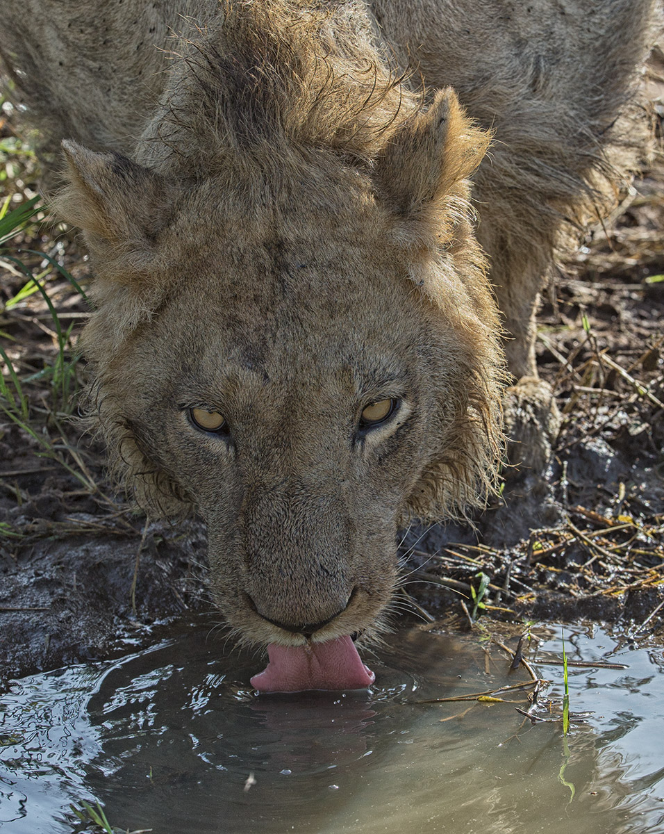 Thirsty